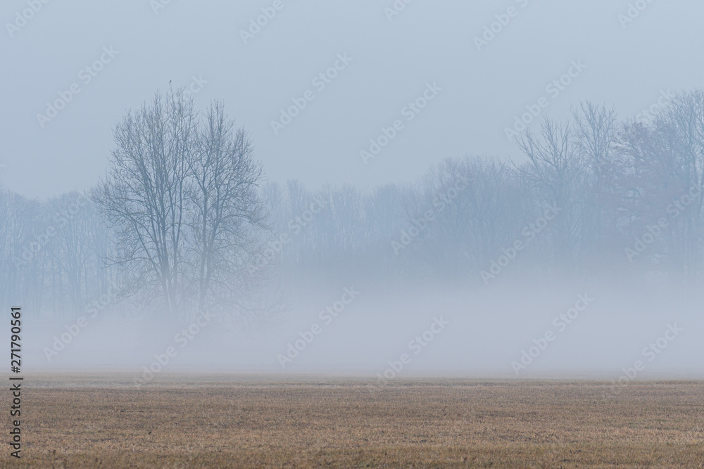 Landscape in the fog Landscape in the fog