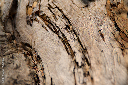 Blurred natural background of brown with yellow bark of an old tree. A cropped shot, horizontal, nobody, a lot of free space. The concept of nature and design.