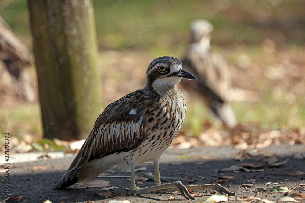 Bush Stone Curlew oder Bush thick knee Vogel Australien Bush Stone Curlew oder Bush thick knee Vogel Australien