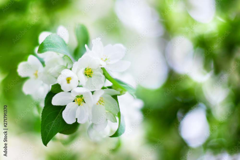 Obraz premium Blooming apple tree white flowers and green leaves on blurred bokeh background close up, cherry blossom bunch macro, sunny spring orchard garden, summer floral design, fresh green foliage, copy space