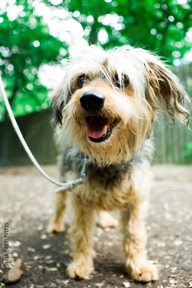 Small shaggy dog on leash staying outdoor.