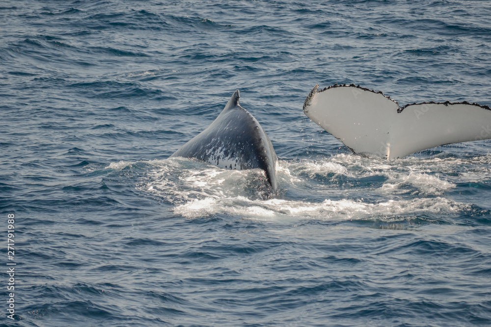 Fototapeta premium beautiful close up photo shootong of humpback whales in Australia