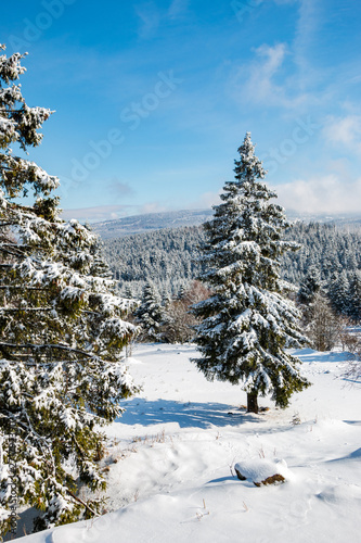 isolated snow covered spruce in the Harz mountains