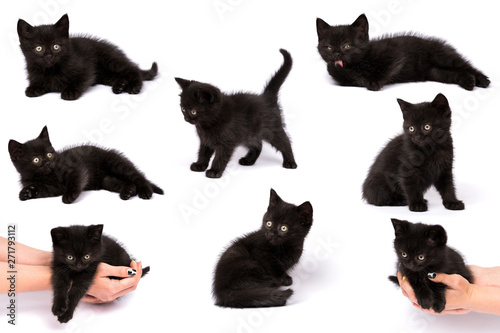 Beautiful black kitten on a white background
