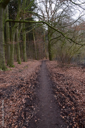 Footpath through European forest autumn winter landscape