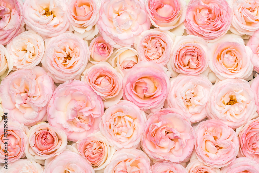 Fototapeta premium Background image of pink roses. Closeup view
