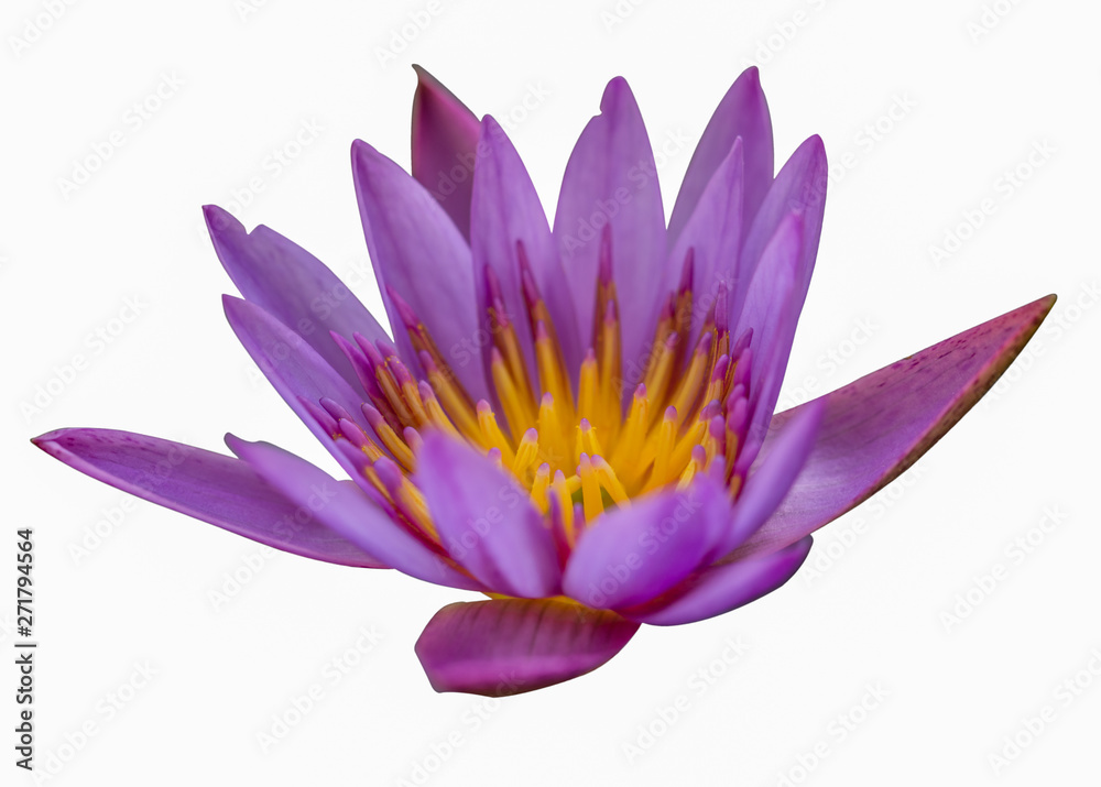 Purple lotus on a white background, flowers, symbols of Buddhism Purple lotus on a white background, flowers, symbols of Buddhism