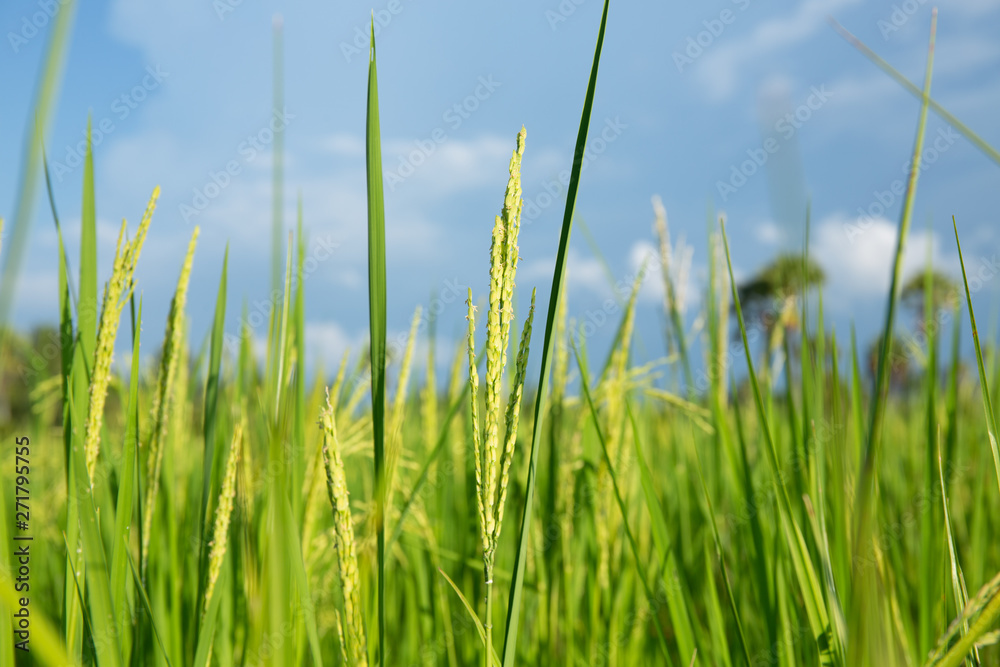 Abstract green paddy rice grass in spring season background concept summer sunshine image, countryside nature view Abstract green paddy rice grass in spring season background concept summer sunshine image, countryside nature view