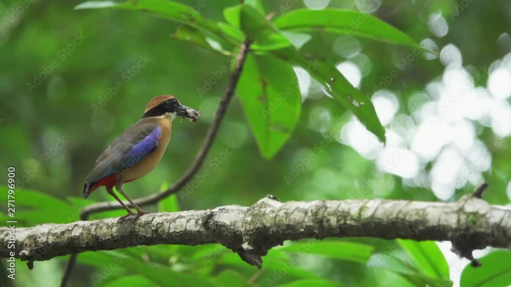 Pitta in the wild with natural blurred background,low angle view. Mangrove pitta bird perching on Rhizophora branch with crab in beak for feeding their new born babies and flying out ,hd slow motion. Pitta in the wild with natural blurred background,low angle view. Mangrove pitta bird perching on Rhizophora branch with crab in beak for feeding their new born babies and flying out ,hd slow motion.
