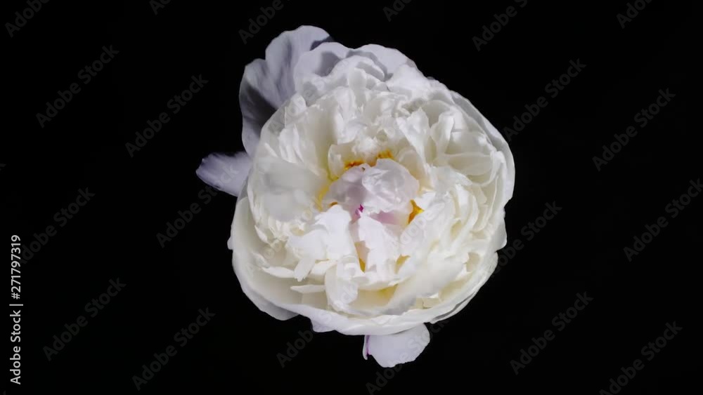White peony blooming on black background White peony blooming on black background