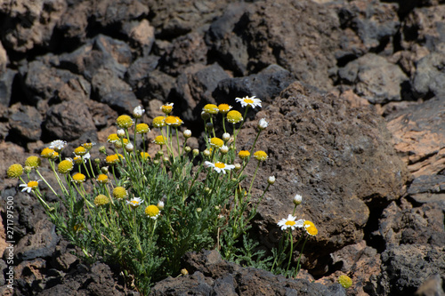 mountain flowers.  c landscape