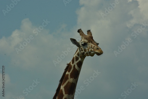 Canvas Print giraffe in the sky