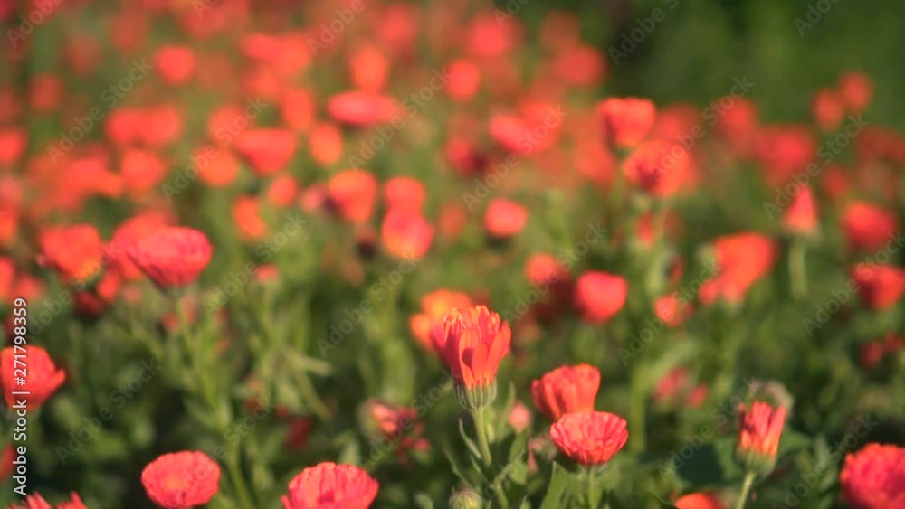 Closeup of the tops of marigold flowers. Close up of blooming Calendula officinalis. Nature, spring concept. Flower gardening concept.