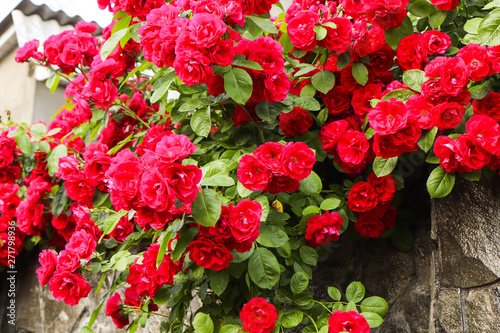 Valokuvatapetti Beautiful red roses on a stone fence in a private house.