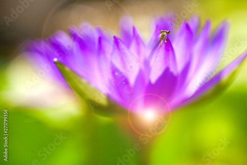 Macro close-up pictures of purple and pink lotus petals in Zen style.Selective focus and blurred background.