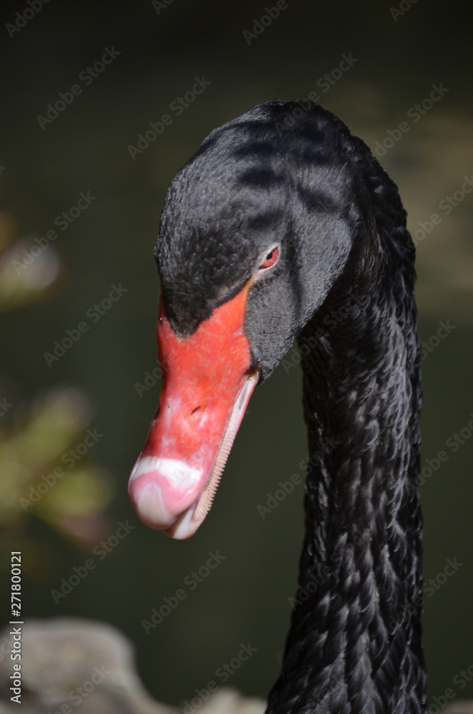 Fototapeta premium Black Swan (Cygnus atratus)