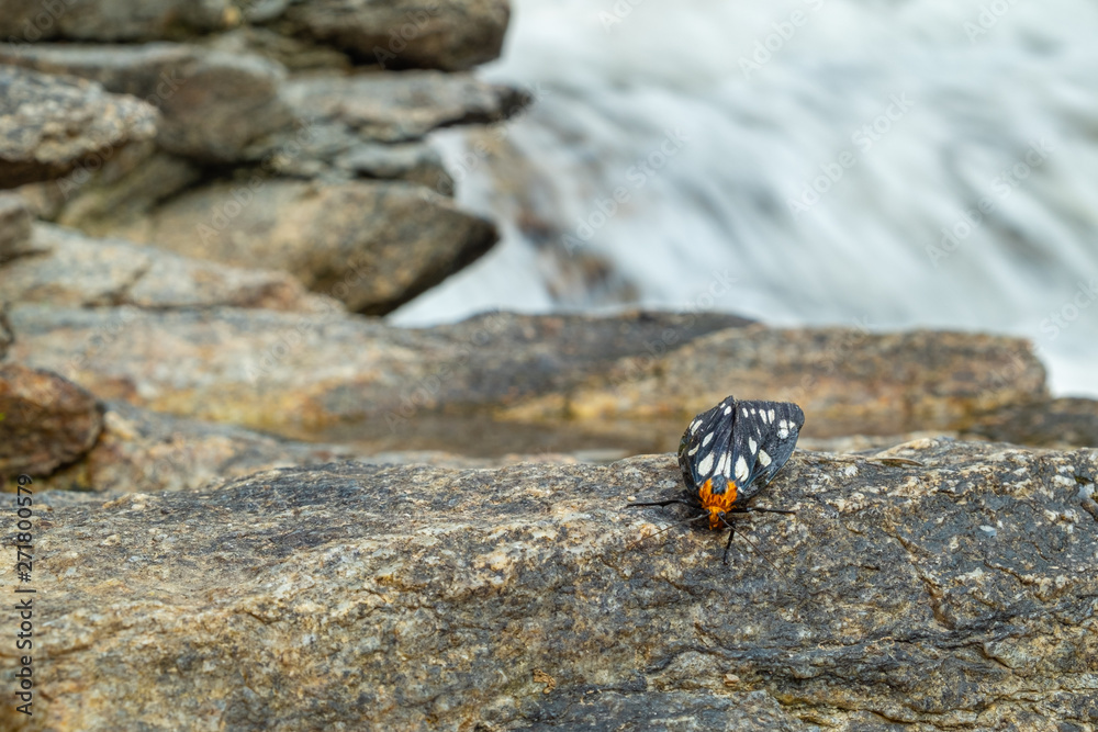 Tiger moth stick on the rock nearby waterfall Tiger moth stick on the rock nearby waterfall