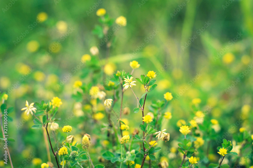 Black medic flowers in the field