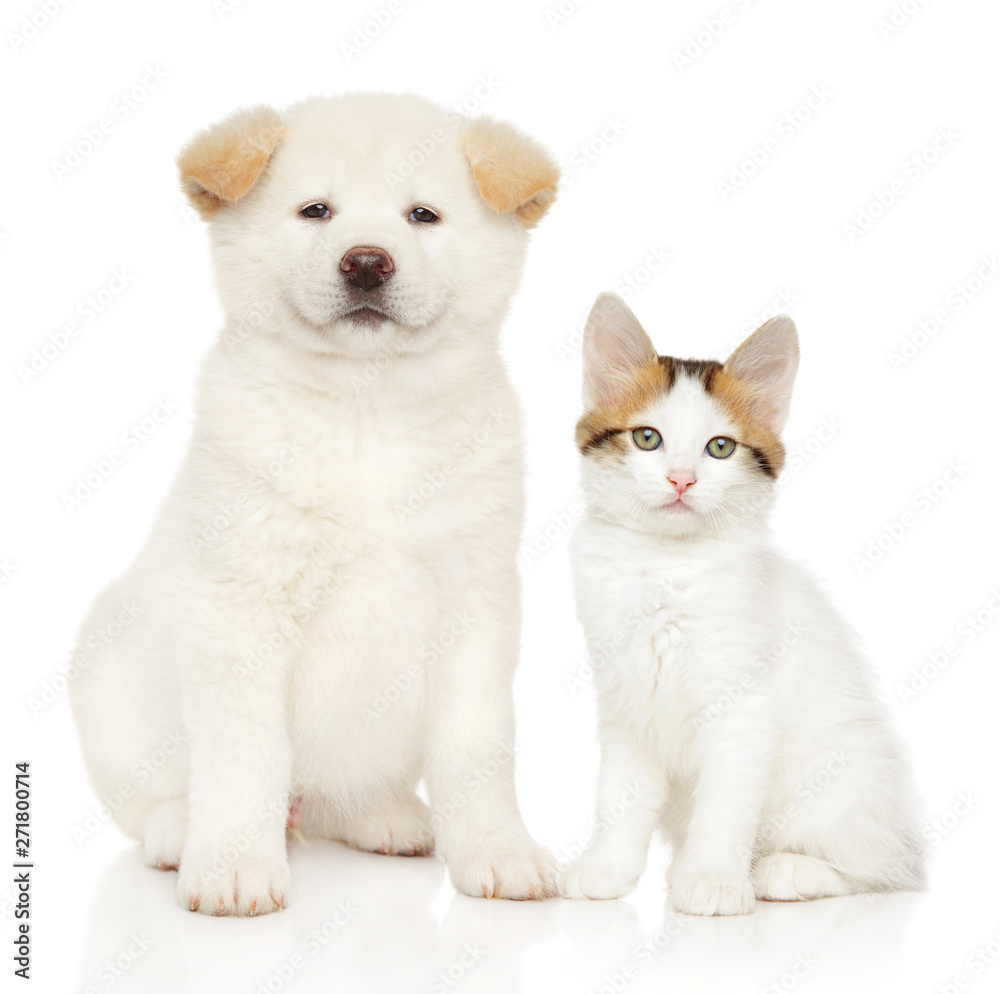 Cat and dog together