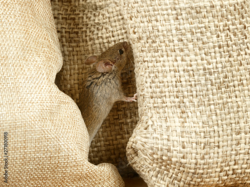 closeup the mouse between burlap bags in warehouse