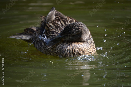 Close-up portrait of a mallard duck