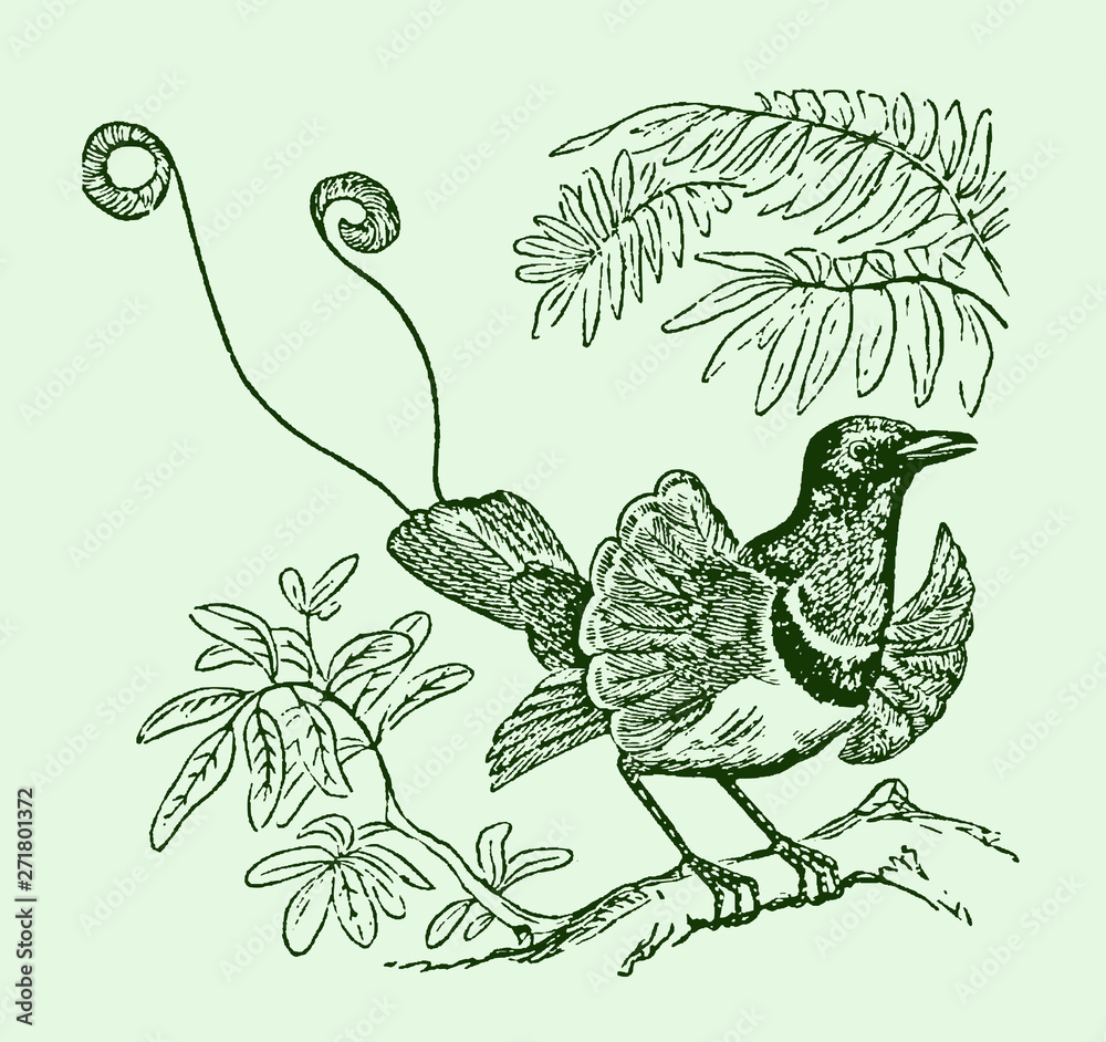Naklejka premium Male king bird-of-paradise cicinnurus regius sitting on a branch. Illustration after an engraving from the 19th century. Editable in layers
