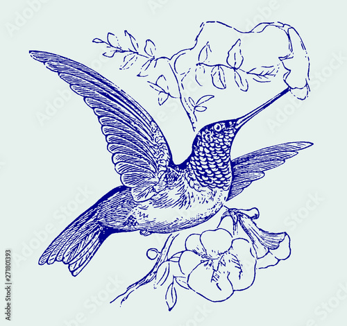 Ruby-throated hummingbird archilochus colubris hovering in front of a flower blossom and sucking nectar. Illustration after an engraving from the 19th century. Editable in layers