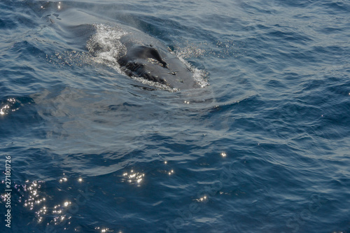 beautiful close up photo shooting of humpback whales in Australia