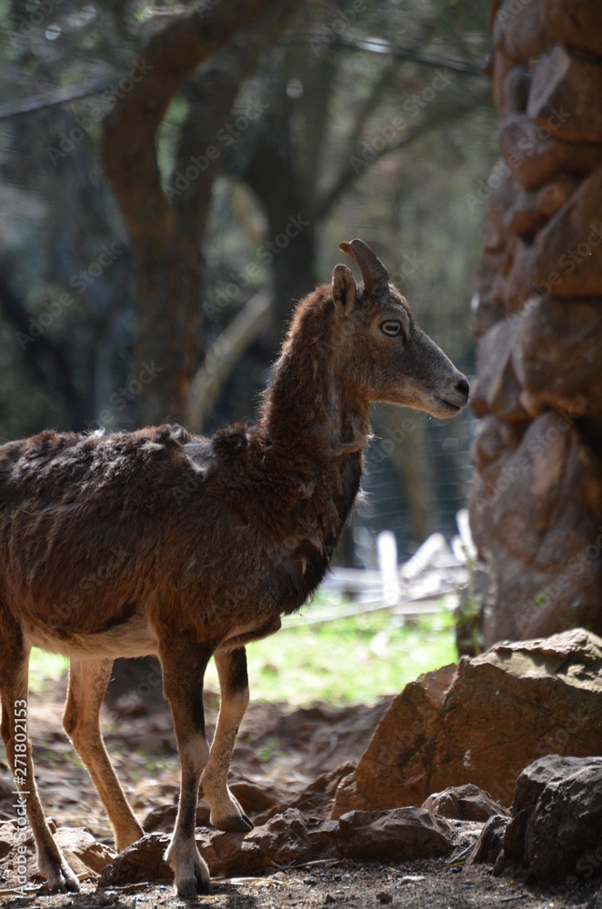 Fototapeta premium Close up with moufflon female, wintertime
