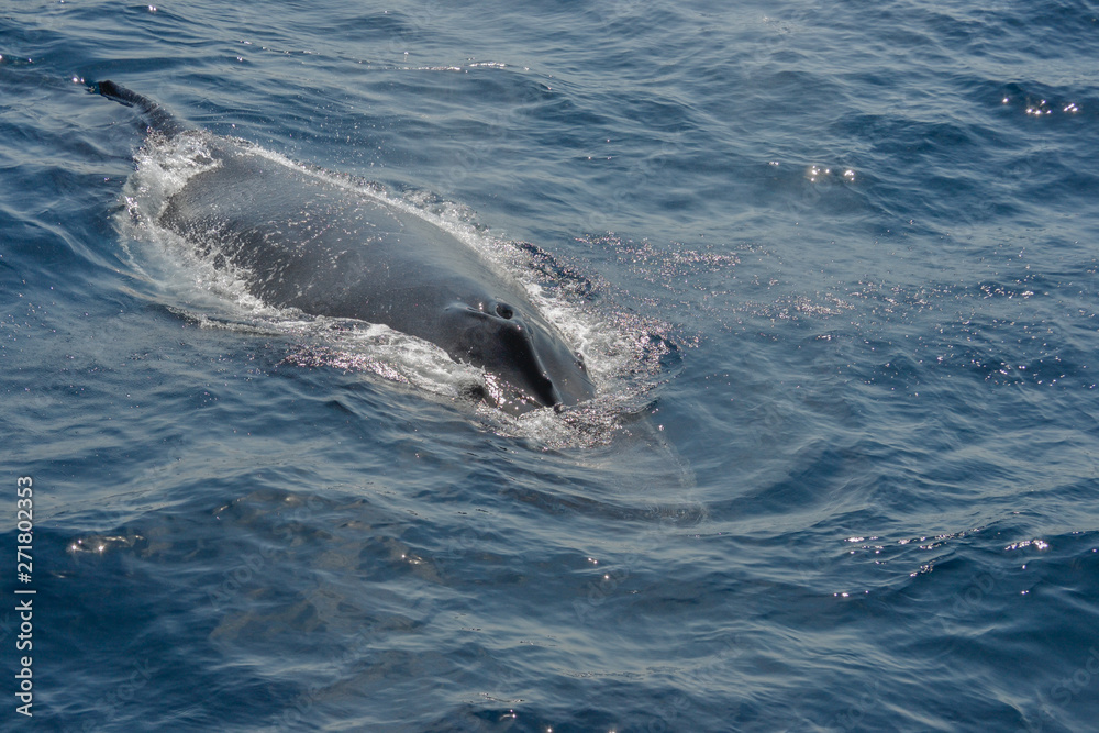 Obraz premium beautiful close up photo shooting of humpback whales in Australia