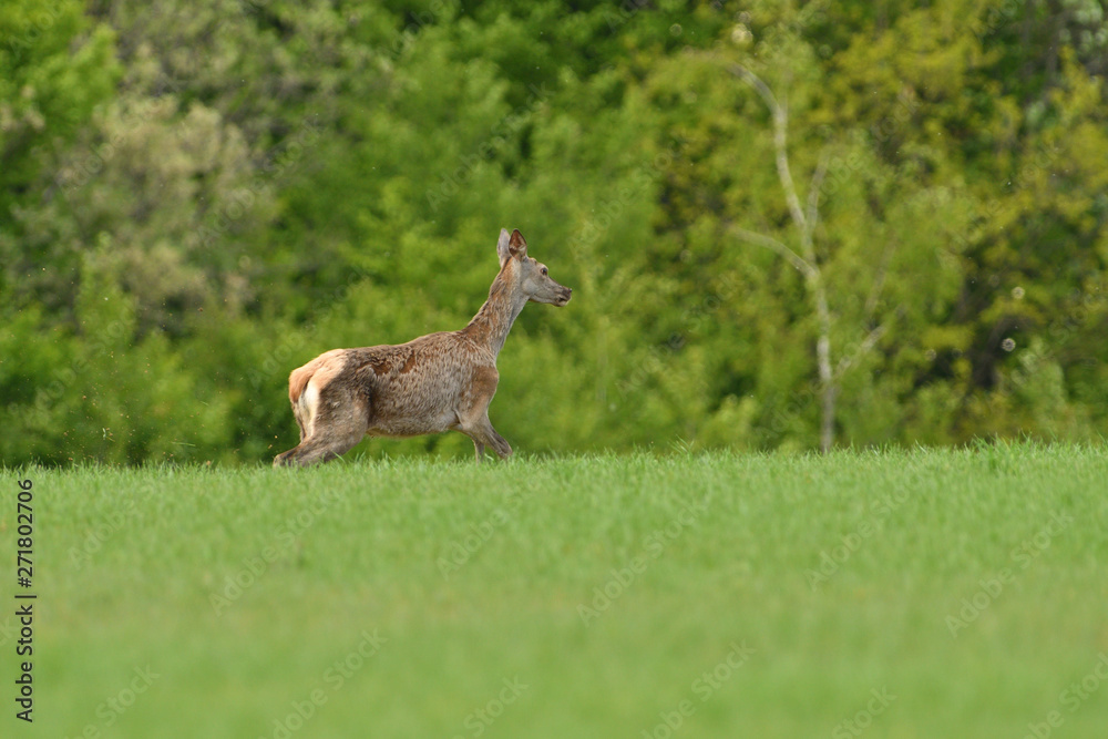 doe jumps in the grass in a meadow doe jumps in the grass in a meadow