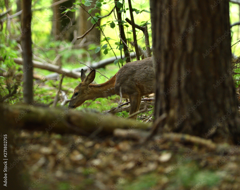 doe grazing grass hidden in the forest doe grazing grass hidden in the forest