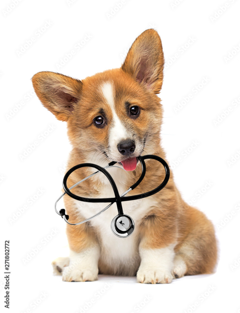 puppy vet looks with a stethoscope in his teeth
