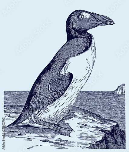 Extinct great auk pinguinus impennis sitting on rock near the sea, after antique engraving from 19th century