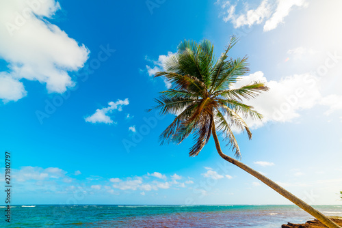 Palm tree over the blue sea in Autre Bord beach in Guadeloupe