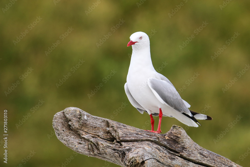 Fototapeta premium Red-billed gull sitting on a tree branch