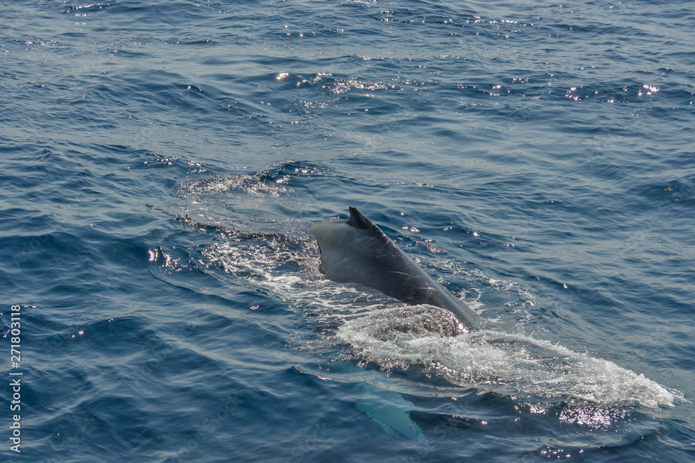 Fototapeta premium beautiful close up photo shooting of humpback whales in Australia