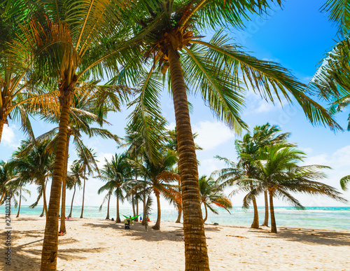 Fototapeta Naklejka Na Ścianę i Meble -  Several palm trees in Bois Jolan beach in Guadeloupe