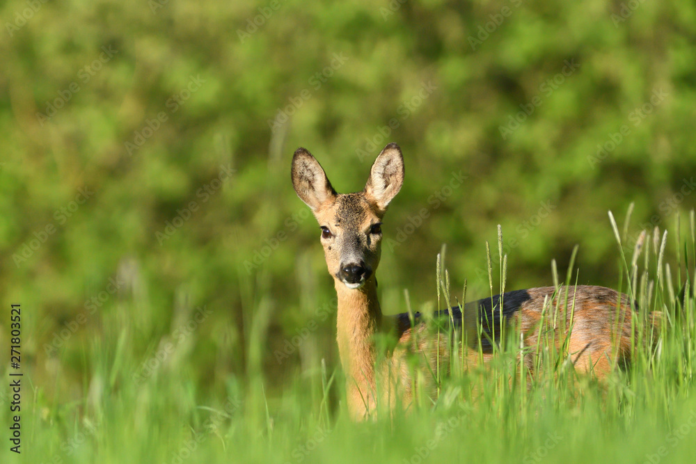 portrait of a doe deer head in the grass on a green meadow portrait of a doe deer head in the grass on a green meadow