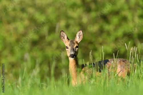 portrait of a doe deer head in the grass on a green meadow