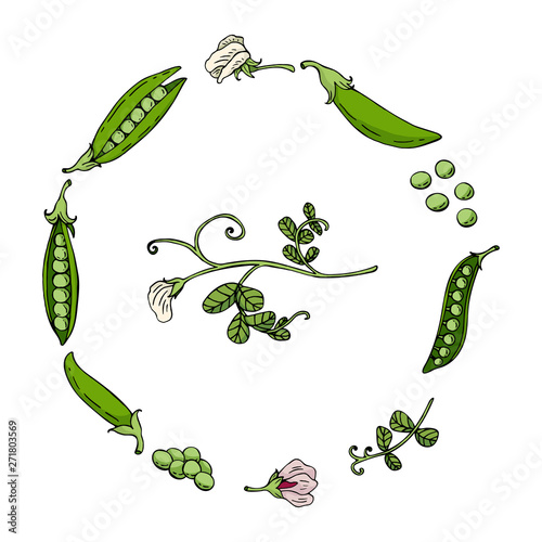 Set with green peas, pea flowers and leaves isolated on white background. Fresh vegetables elements for your design