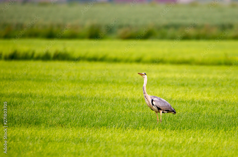 Fototapeta premium Grey heron