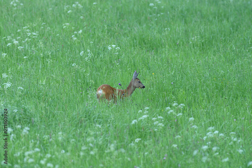 doe grazes on green grass in a meadow in spring doe grazes on green grass in a meadow in spring