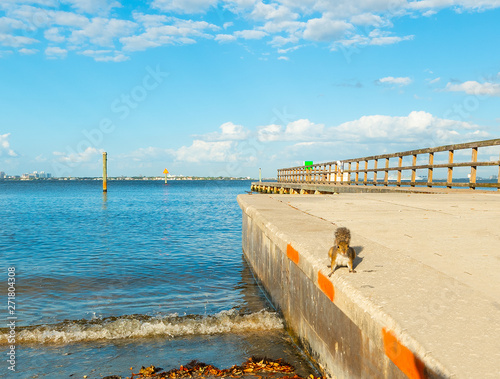 Squirrel by the shore in Vinoy Park photo