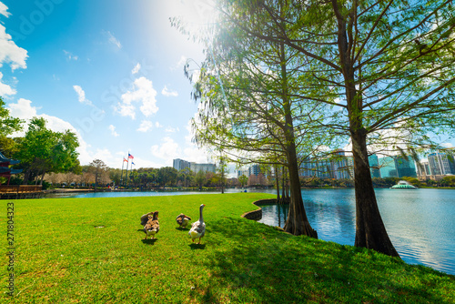 Ducks on a green meadow in Thornton park