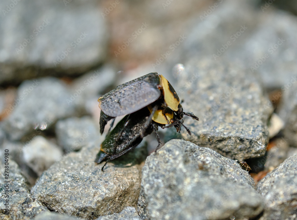 American Carrion Beetles mating