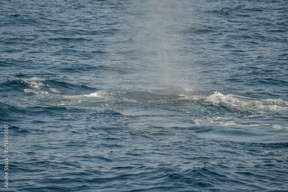 beautiful close up photo shooting of humpback whales in Australia, offshore Sydney during the whale watching cruiser beautiful close up photo shooting of humpback whales in Australia, offshore Sydney during the whale watching cruiser