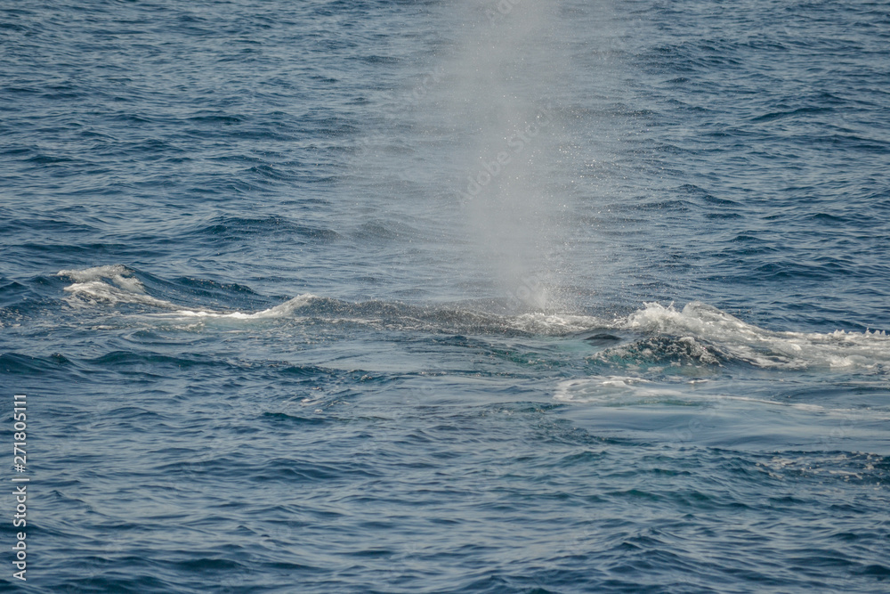 Naklejka premium beautiful close up photo shooting of humpback whales in Australia, offshore Sydney during the whale watching cruiser