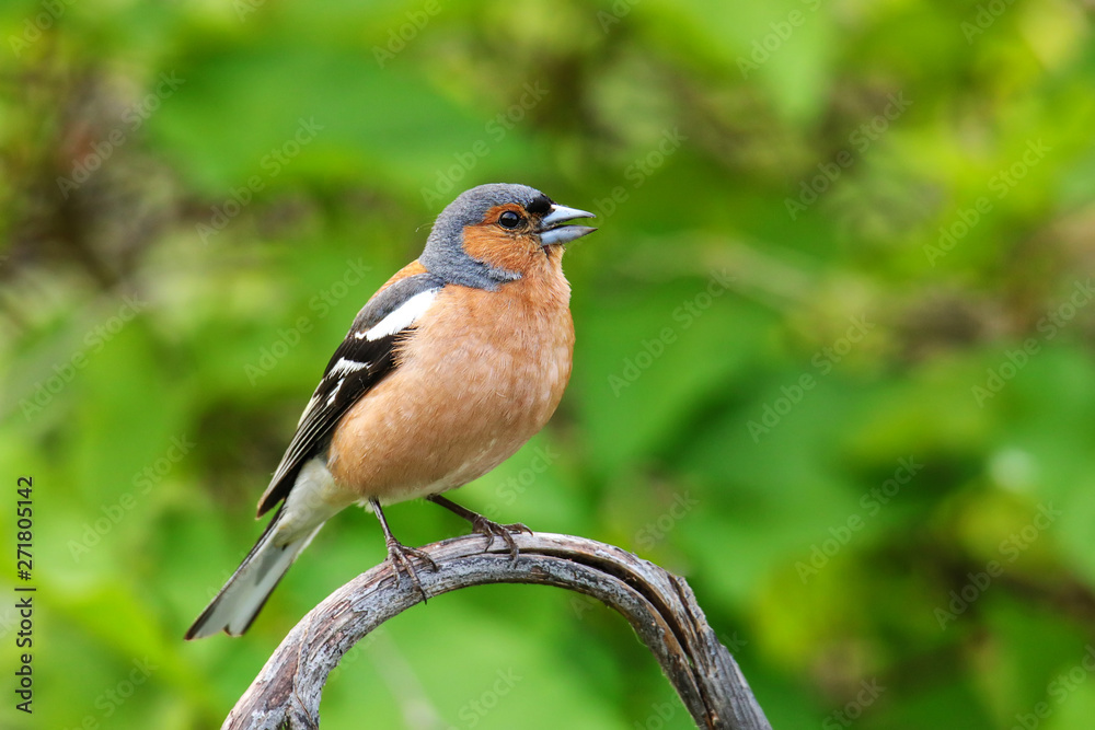Chaffinch (Fringilla coelebs) sitting on a tree Chaffinch (Fringilla coelebs) sitting on a tree