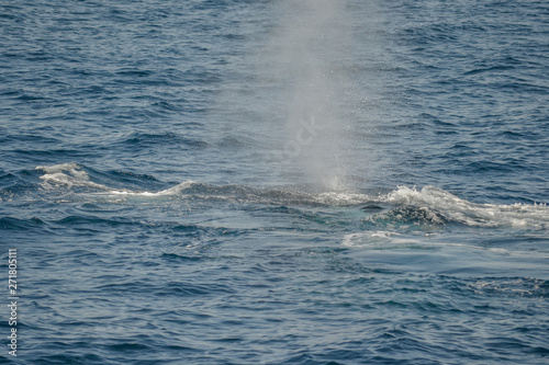 beautiful close up photo shooting of humpback whales in Australia, offshore Sydney during the whale watching cruiser